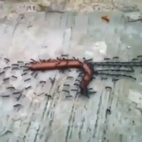 Муравьи черви