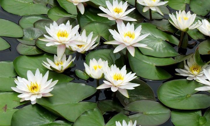 it-is-water-lily-flower-it-is-the-national-flower-of-bangladesh-it-is